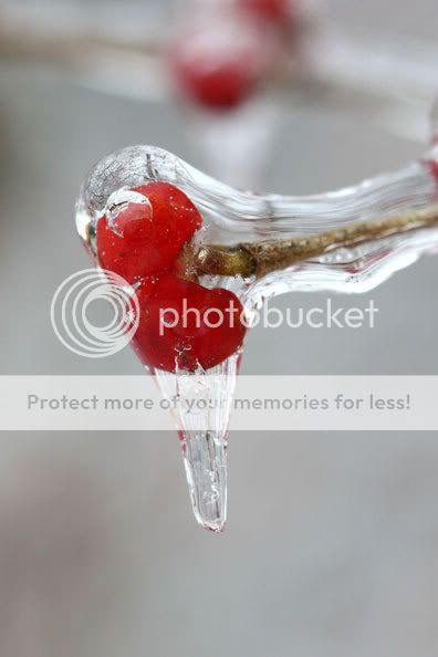 Berries-frozen-in-ice-0125.jpg