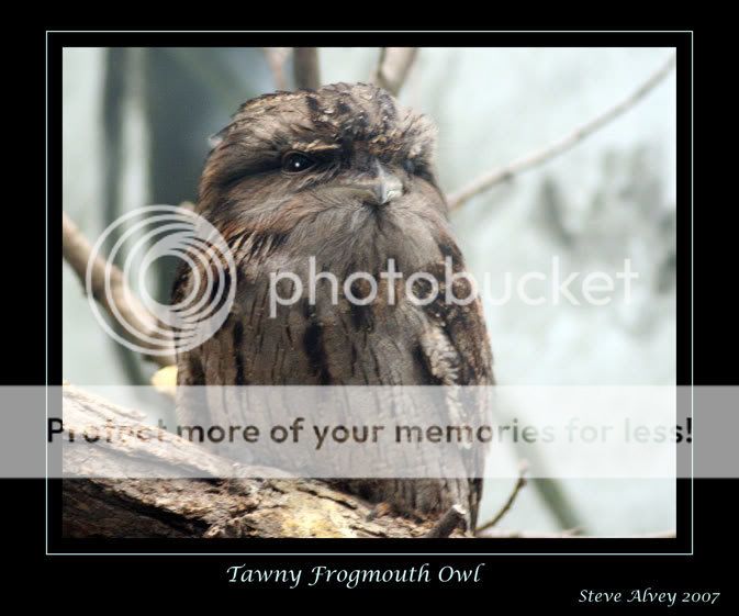 Owl-Tawny-Frogmouth-3709.jpg