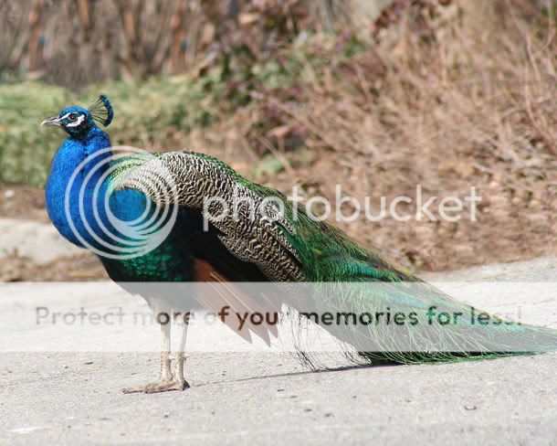 Peacock-252.jpg