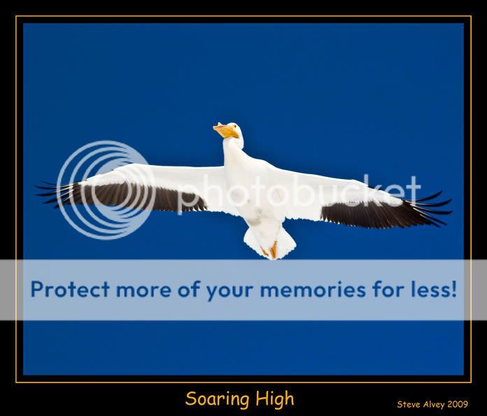 Pelican-soaring-high-1059.jpg