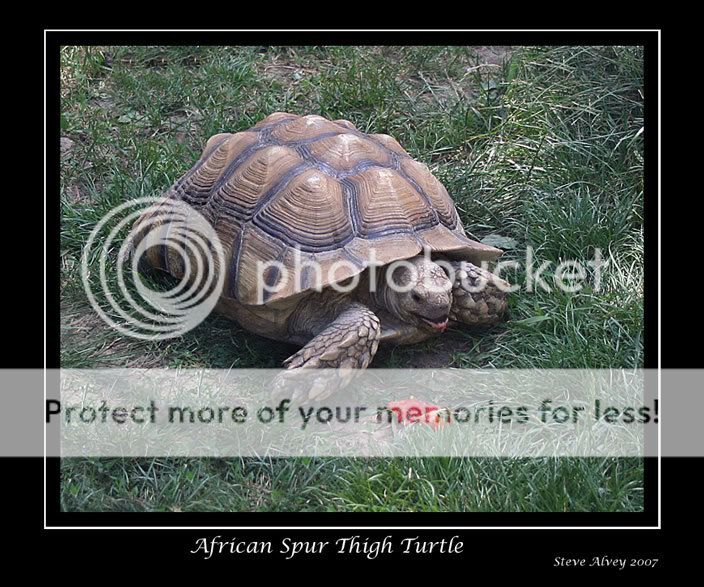 Turtle-African-feed-4221.jpg