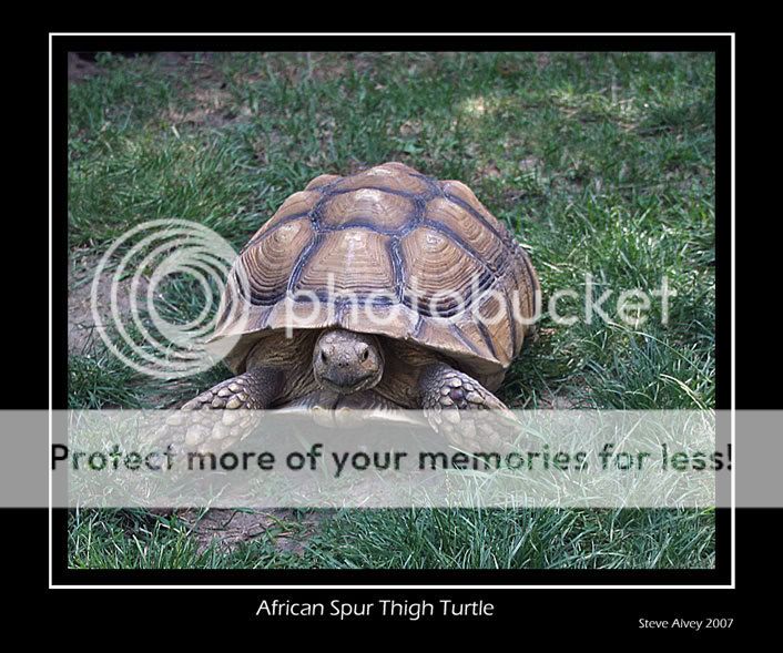 Turtle-African-front-4204.jpg