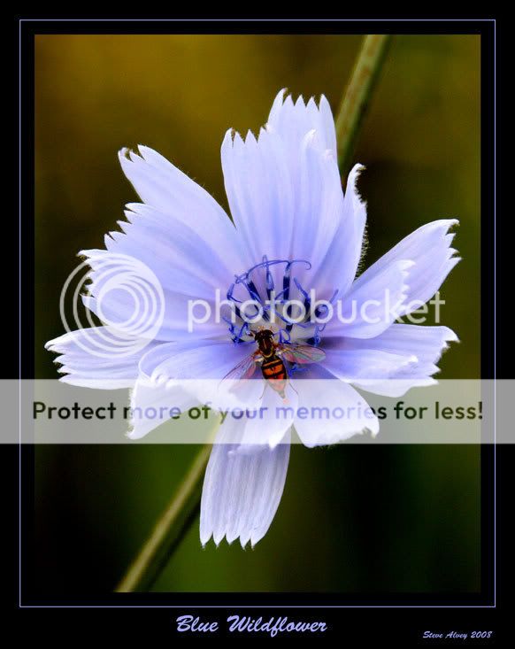 Wildflower--blue-with-fly-0582.jpg