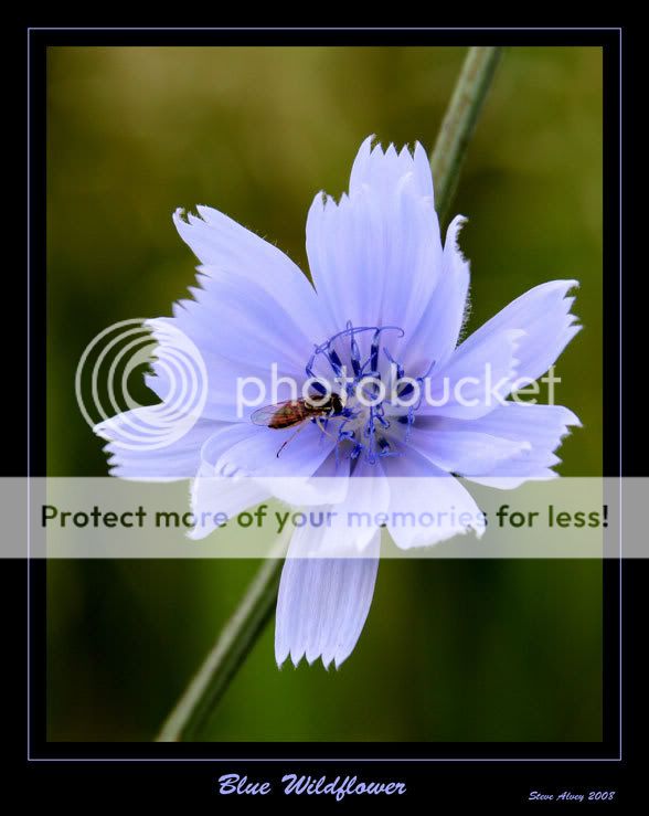 Wildflower--blue-with-fly-0585.jpg