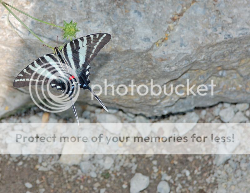 Butterfly001.jpg