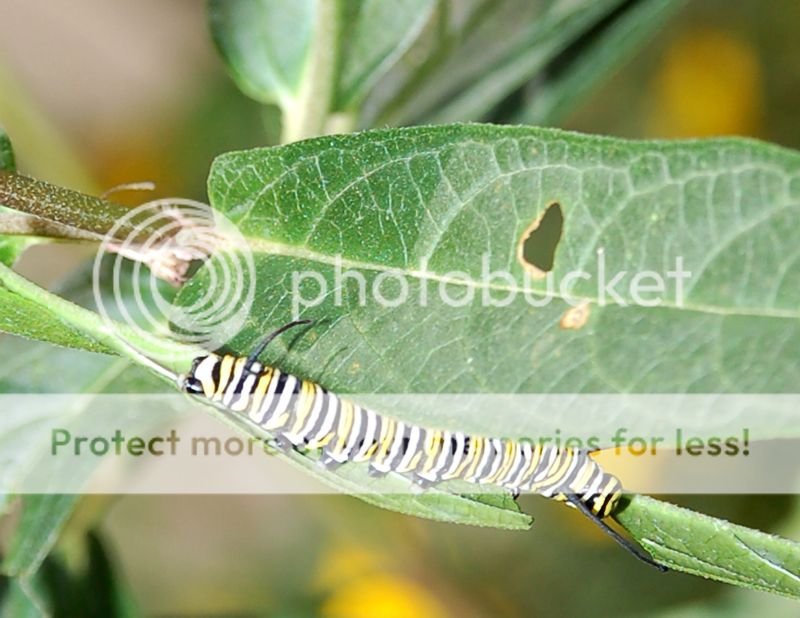 Caterpiller001.jpg