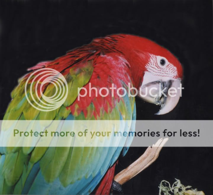 Macaw002.jpg