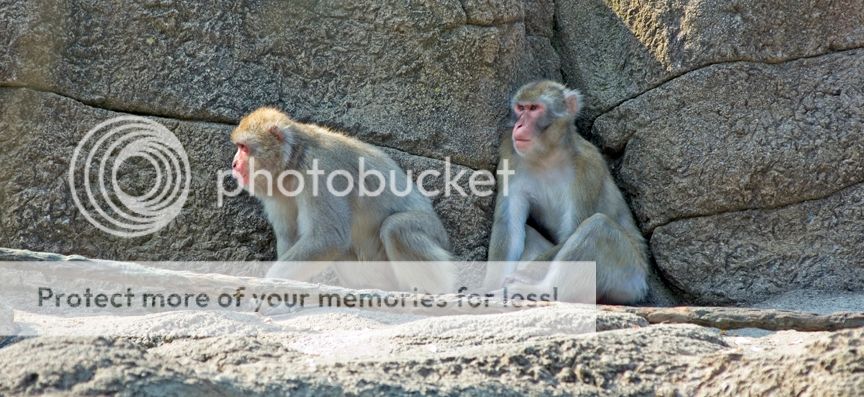 Monkeys052906006.jpg