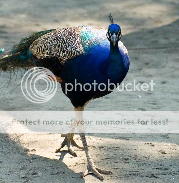 Peacock052906001.jpg
