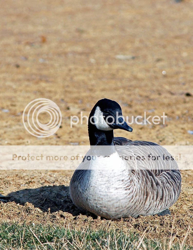 DucksLoRes004.jpg