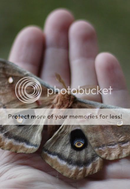 MOTH_2684.jpg