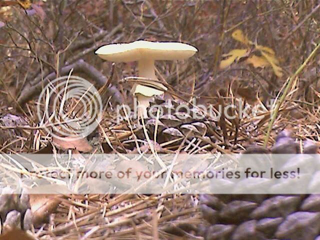 mushroomlifesize.jpg
