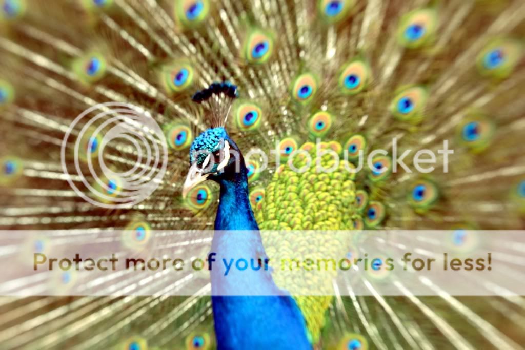 peacock2.jpg