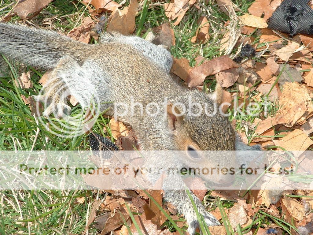 squirrelbabys08005.jpg