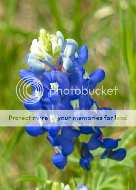 Bluebonnets.jpg