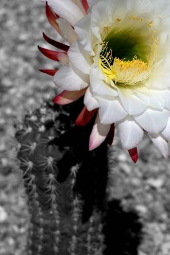 cactiflower_5472scshare.jpg