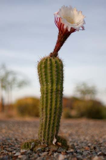 cactiflower_5501share.jpg