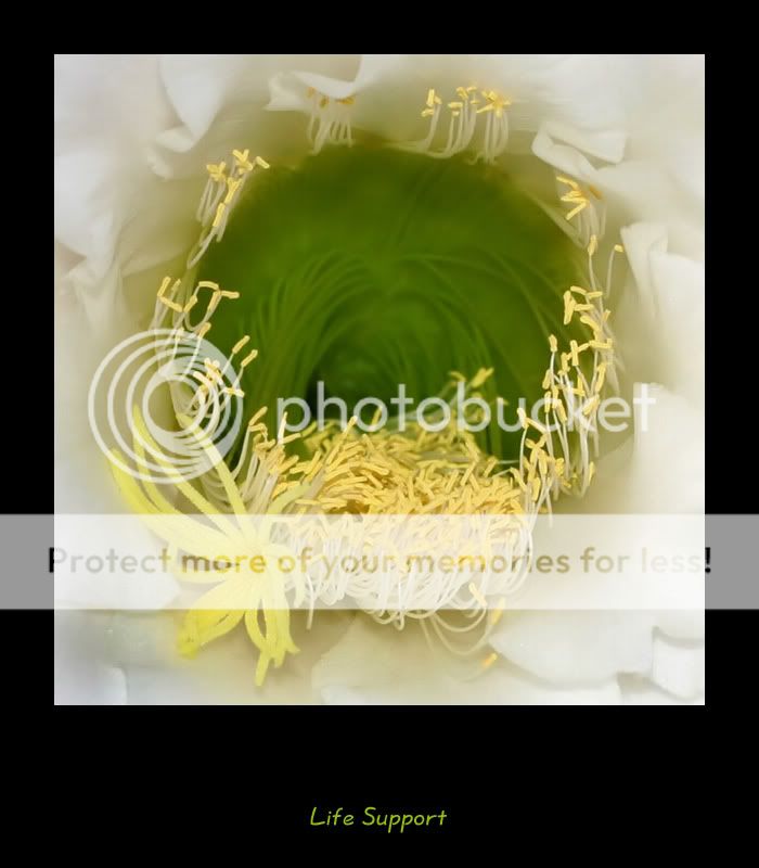 cactiflower_5506_filteredshareborde.jpg