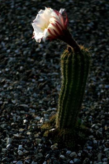 cactus_5495share.jpg