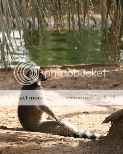 lemur_3598share.jpg