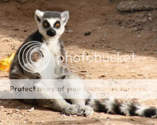 lemur_3603share.jpg