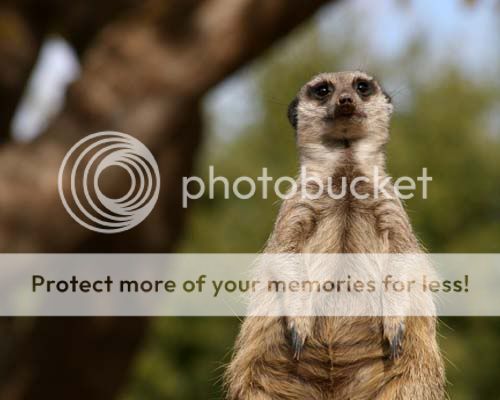 meerkat_3716share.jpg