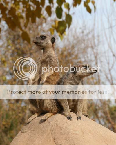 meerkats_3712share.jpg