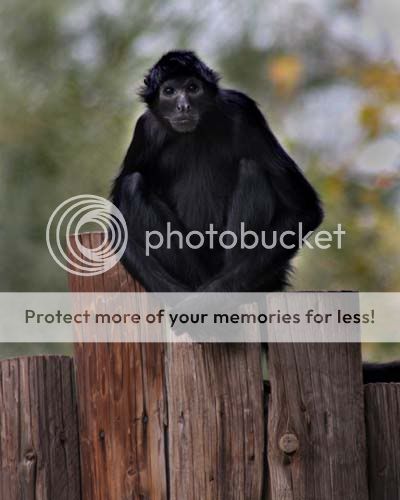 monkey_3808share.jpg