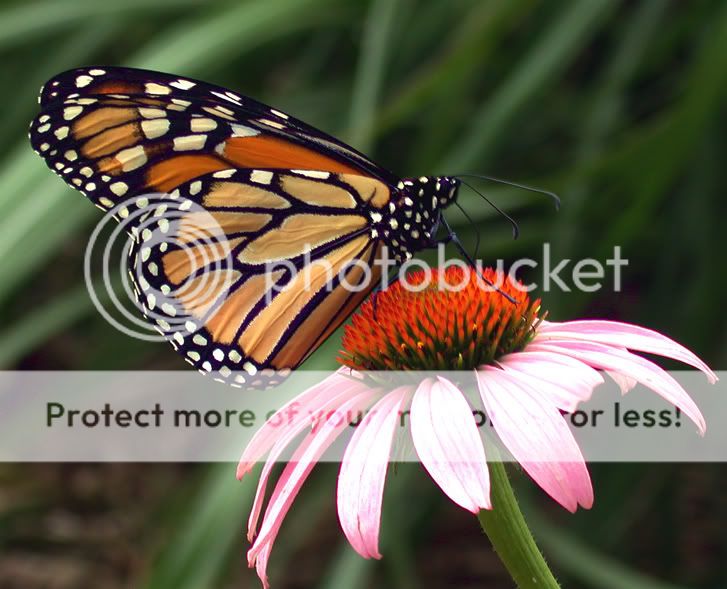 Monarch-Butterfly-on-flower.jpg