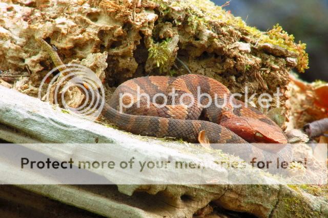 Beidler_baby_cottonmouth_10001.jpg