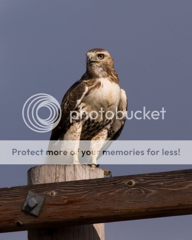 Red-tailedHawk-1.jpg