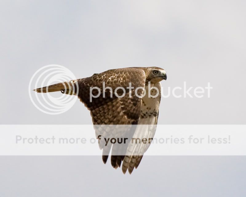 Red-tailedHawk-2-2.jpg