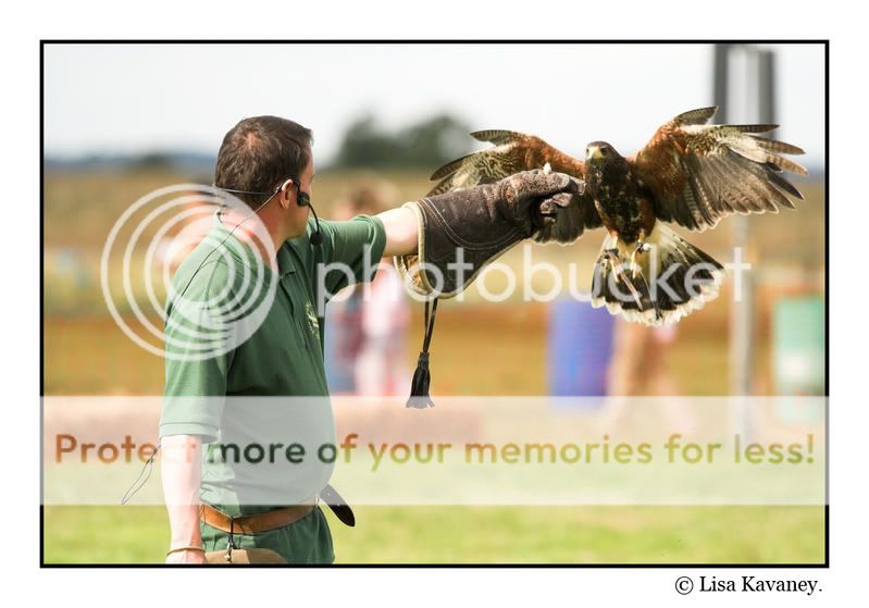 falconry-01copy.jpg