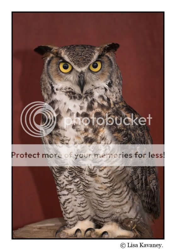 owl-01copy.jpg