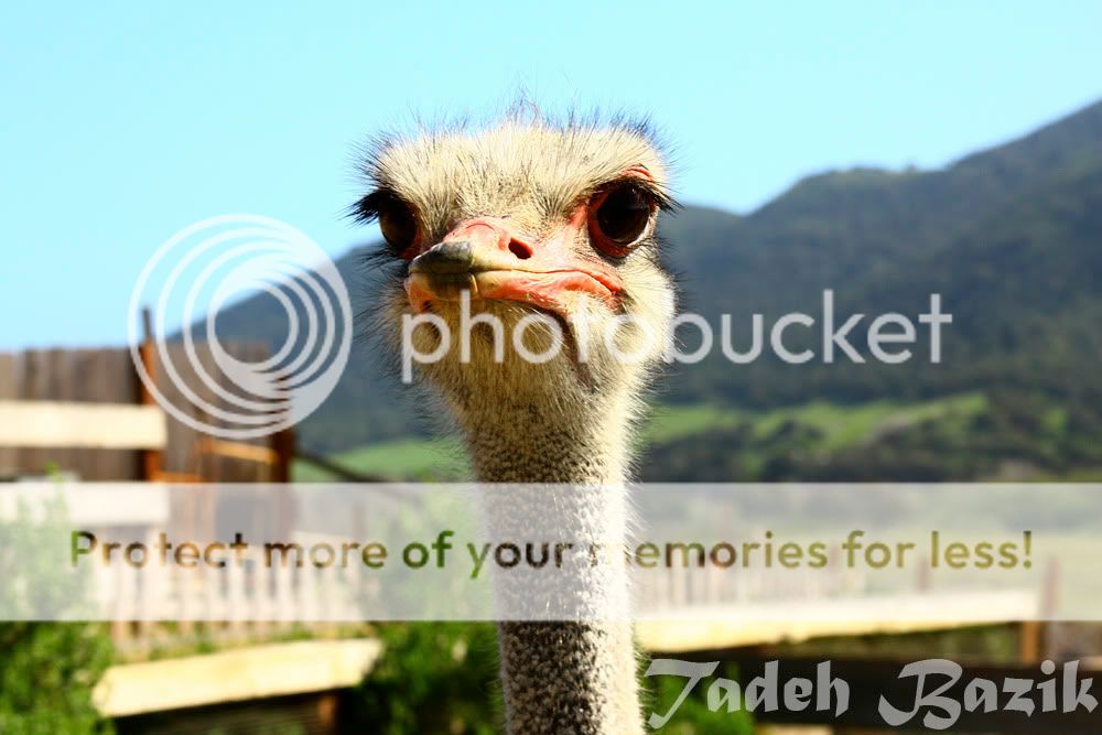 ostrich.jpg