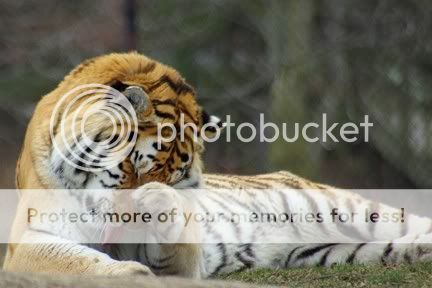 Tiger120070414.jpg