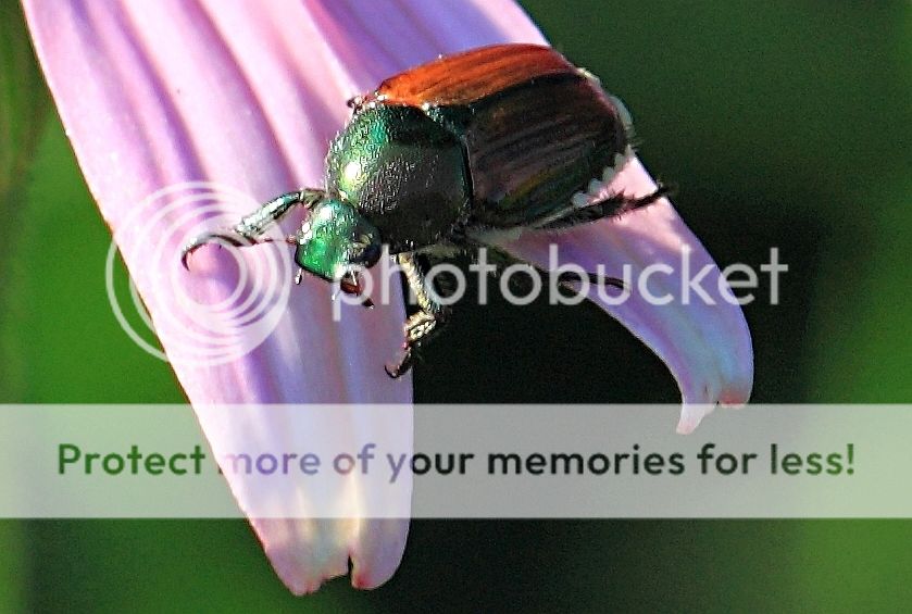 SpanishBeetle.jpg