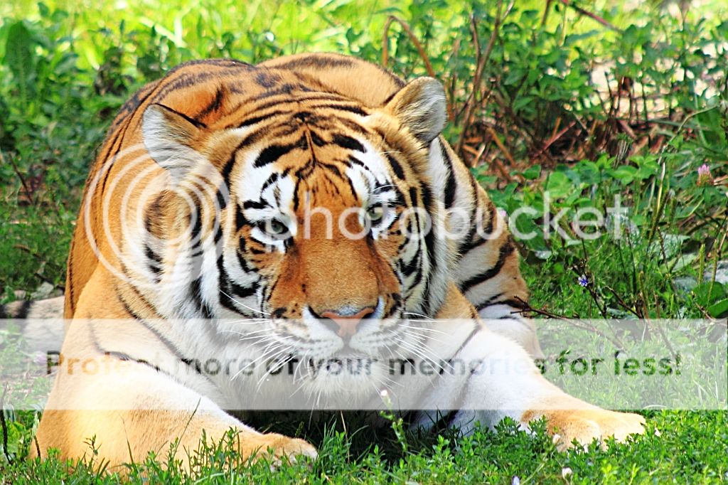 Tiger2Aug26rs.jpg