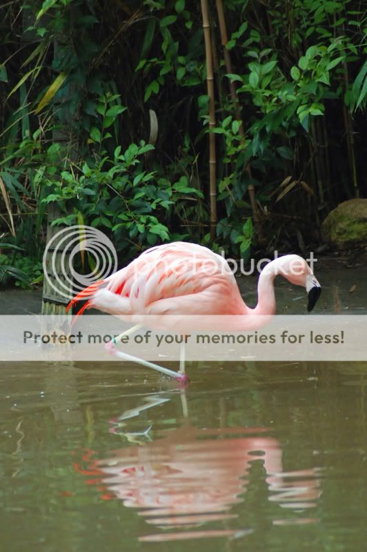 FlamingoinWater.jpg