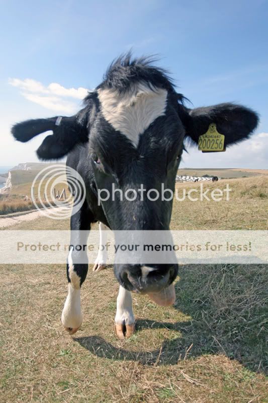 MadCheeseCow.jpg