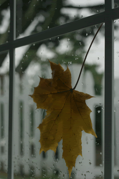 autumn-161small.gif