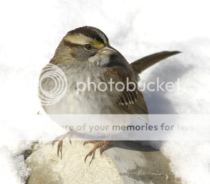 White-throatedsparrow.jpg