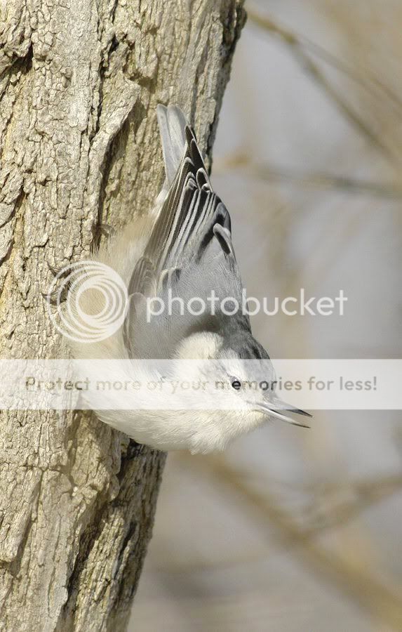 nuthatch1.jpg