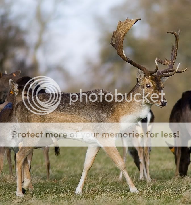 Deer3-15-02-2009.jpg