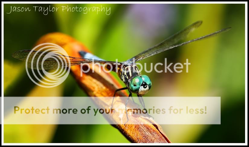 dragonfly9-10.jpg