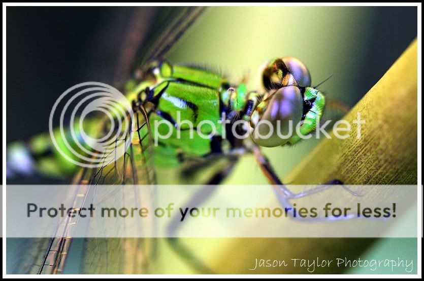 greendragonfly.jpg