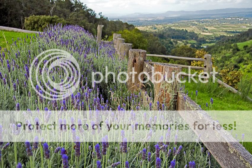 Lavender-Field.jpg