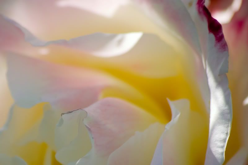 rosenweiss.jpg