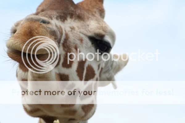 giraffe-head.jpg