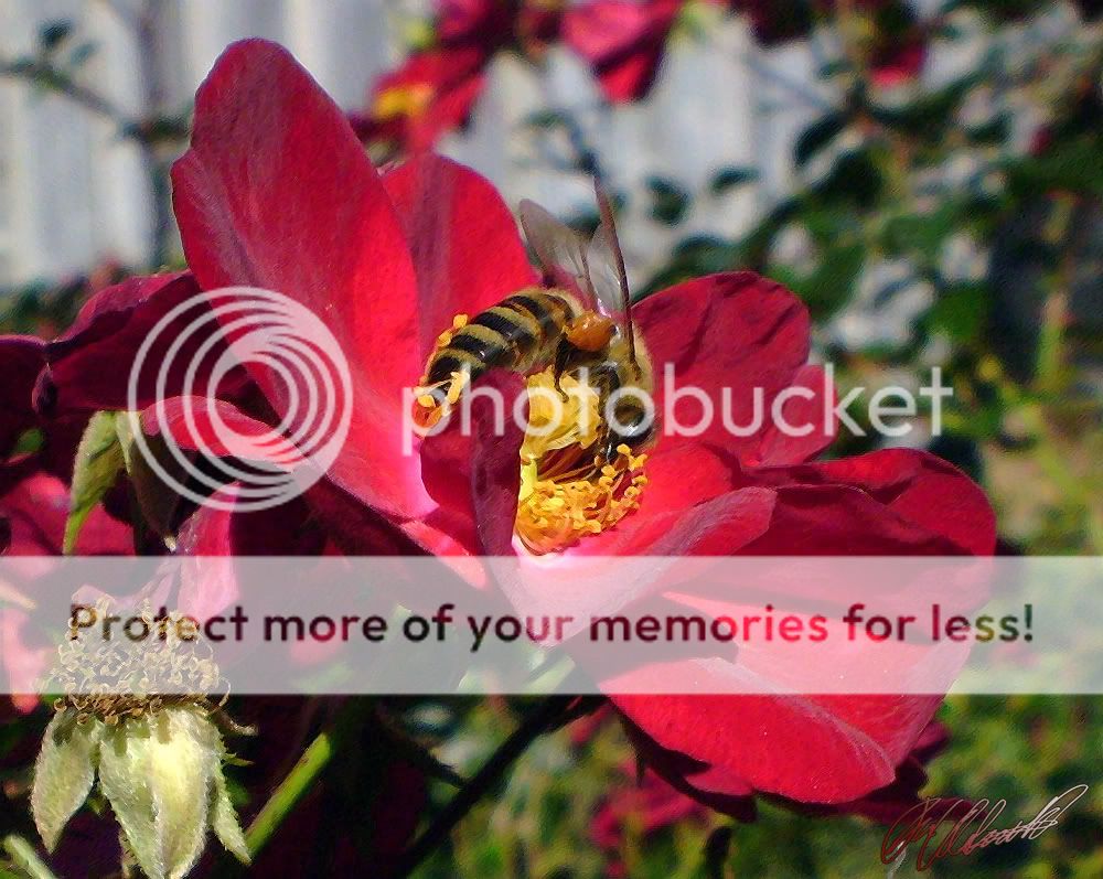 flowerbee.jpg